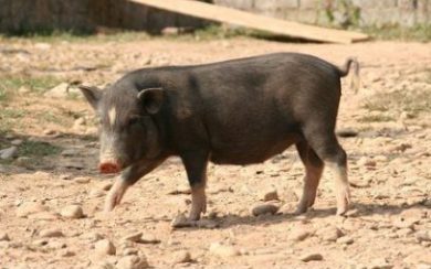 Asiatisches Schwein © Sulabaja - Fotolia.com