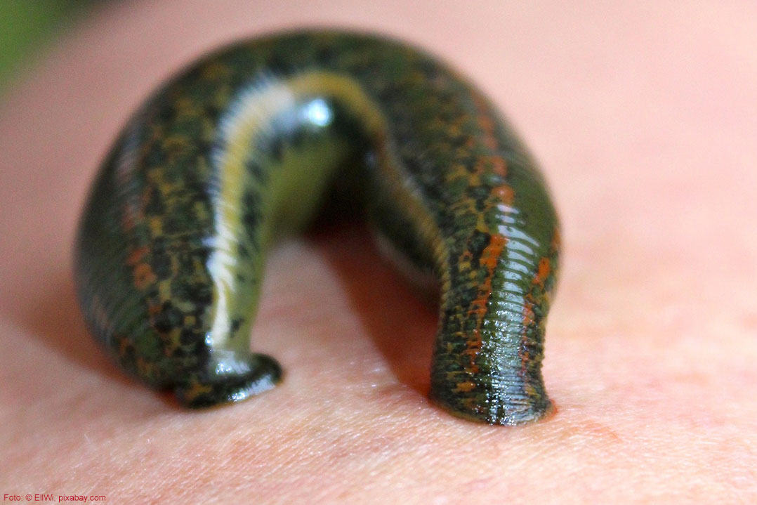 Blutegl - Plagegeister in den Tropen Blutegel, Plagegeister in den Tropen.