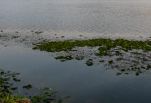 Blutegel – eine Qual in tropischen Gebieten und was Sie dagegen tun können 31 Blutegel - einen Qual in tropischen Gebieten