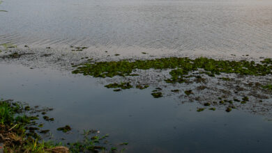 Blutegel – eine Qual in tropischen Gebieten und was Sie dagegen tun können 30 Blutegel - einen Qual in tropischen Gebieten