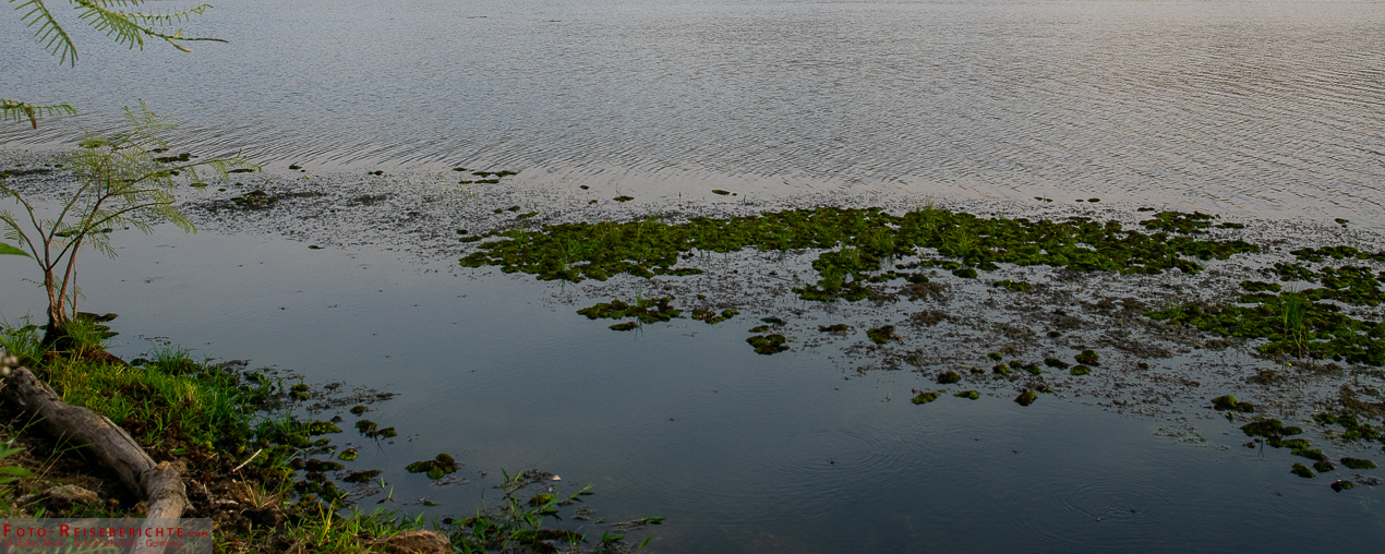 Blutegel – eine Qual in tropischen Gebieten und was Sie dagegen tun können 1 Blutegel - einen Qual in tropischen Gebieten