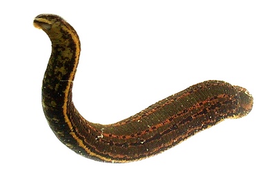 Blutegel - hier die medizinische Variante © Karl Ragnar Gjertsen Blutegel - hier die medizinische Variante © Karl Ragnar Gjertsen