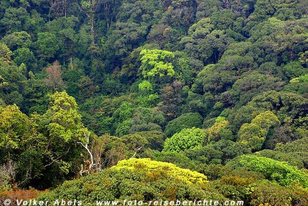 Dschungel im Doi Inthanon Nationalpark bei Chiang Mai - Thailand © Volker Abels