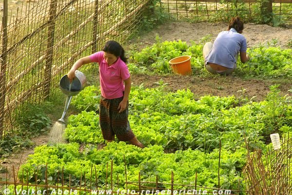 Gartenarbeit am Khan-Fluss bei Luang Prabang - Laos © Volker Abels Gartenarbeit am Khan-Fluss bei Luang Prabang - Laos © Volker Abels