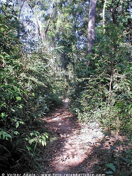 Dschungel in Thailand nördlich von Chiang Mai © Volker Abels Dschungel in Thailand nördlich von Chiang Mai © Volker Abels