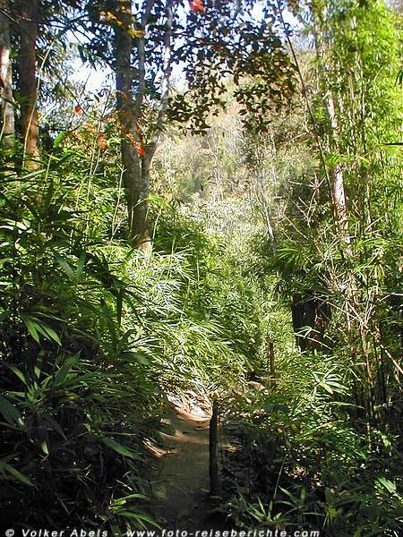 Dschungel in Thailand nördlich von Chiang Mai © Volker Abels Dschungel in Thailand nördlich von Chiang Mai © Volker Abels