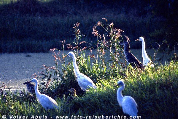Reiher im Bharartpur Nationalpark - Indien © Volker Abels Reiher im Bharartpur Nationalpark - Indien © Volker Abels
