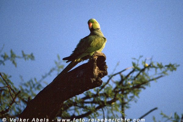 Halsbandsittich im Keoladeo Ghana National Park - Indien © Volker Abels Halsbandsittich im Keoladeo Ghana National Park - Indien © Volker Abels