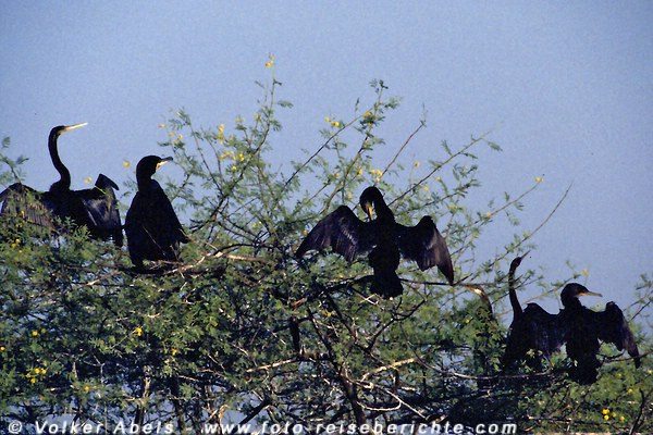 Schlangenhalsvogel und Kormorane beim Flügeltrocknen Bharatpur Vogelreservat - Indien © Volker Abels Schlangenhalsvogel und Kormorane beim Flügeltrocknen Bharatpur Vogelreservat - Indien © Volker Abels