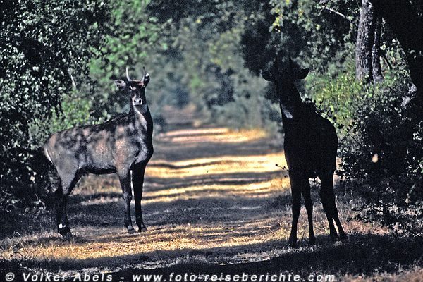 Nilgauantilopen im Keoladeo Ghana National Park - Indien © Volker Abels Nilgauantilopen im Keoladeo Ghana National Park - Indien © Volker Abels