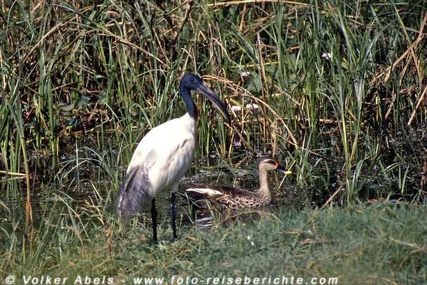 Schwarzkopfibis und Ente im Keoladeo Ghana National Park - Indien © Volker Abels Schwarzkopfibis und Ente im Keoladeo Ghana National Park - Indien © Volker Abels