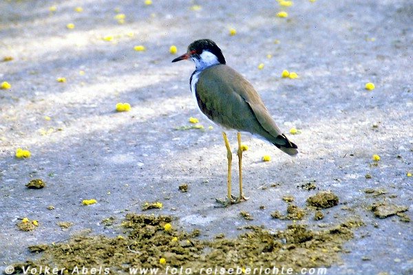 Stelzenläufer? im Keoladeo Ghana National Park - Indien © Volker Abels Stelzenläufer? im Keoladeo Ghana National Park - Indien © Volker Abels
