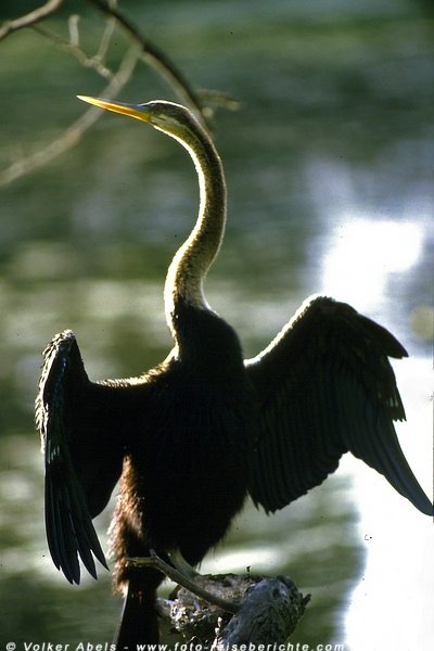 Schlangenhalsvogel beim Flügeltrocknen im Bharatpur Vogelreservat - Indien © Volker Abels Schlangenhalsvogel beim Flügeltrocknen im Bharatpur Vogelreservat - Indien © Volker Abels