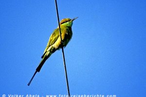 Bienenfresser im Bharatpur Vogelreservat - Indien © Volker Abels