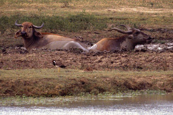 Büffel im Yala-Nationalpark, Sri Lanka © Volker Abels Büffel im Yala-Nationalpark, Sri Lanka © Volker Abels