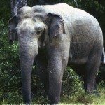Lahugala - National Park - Auf der Suche nach wilden Elefanten in Sri Lanka