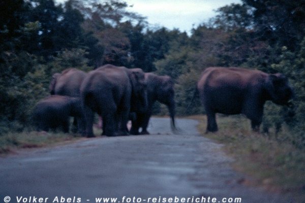 Wilde Elefanten überqueren in der Dämmerung ein Straße im Lahugala-Nationalpark, Sri Lanka © Volker Abels Wilde Elefanten überqueren in der Dämmerung ein Straße im Lahugala-Nationalpark, Sri Lanka © Volker Abels