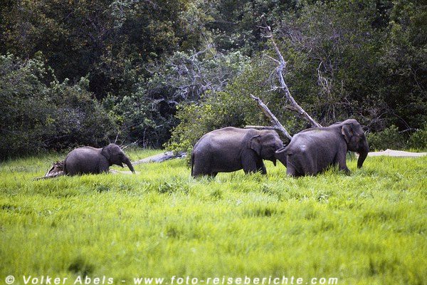 Wilde Elefanten im im Lahugala-Nationalpark, Sri Lanka © Volker Abels Wilde Elefanten im im Lahugala-Nationalpark, Sri Lanka © Volker Abels
