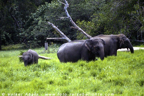 Felsen im Dschungel - wilde Elefanten im Periyar Nationalpark in Indien 6 Wilde Elefanten im im Lahugala-Nationalpark, Sri Lanka © Volker Abels