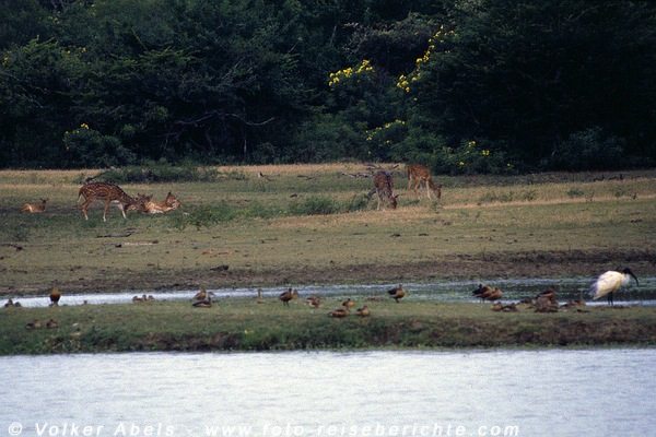 Axishirsche im Yala-Nationalpark, Sri Lanka © Volker Abels Axishirsche im Yala-Nationalpark, Sri Lanka © Volker Abels