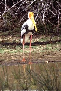 Marabu im Yala-Nationalpark Sri Lanka © Volker Abels Marabu im Yala-Nationalpark Sri Lanka © Volker Abels