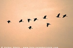 Reiher im Abendlicht © Volker Abels