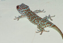 Geckos in der Nacht - Erfahrungen mit den kleinen Echsen 6 Tokee - nachtaktiver Gecko in Thailand