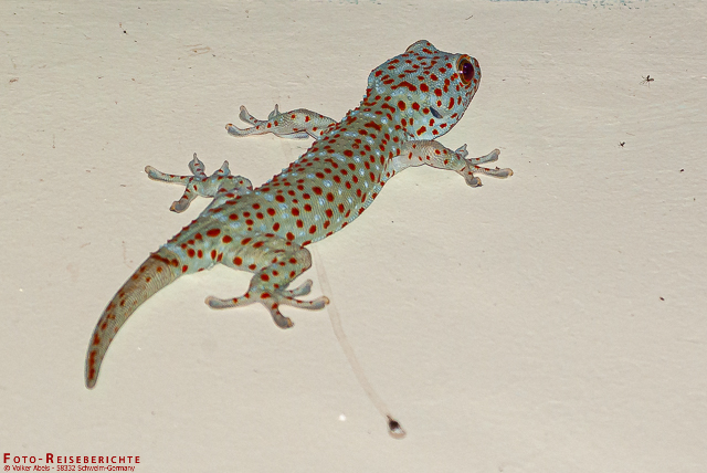Geckos in der Nacht - Erfahrungen mit den kleinen Echsen 2 Der Tokke oder Tokeh ist ein Echse die in den Tropen weit verbreitet ist. www.foto-reiseberichte.com