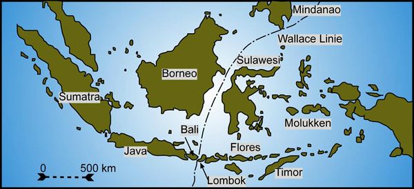 Die Wallace-Linie - was ist das? 5 Darstellung der sogenannten "Wallace Linie" in Indonesien. Sie trennt die australische Flora von der Eurasischen. © Gunnar Ries