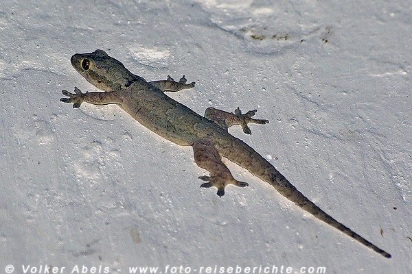 Gecko © Volker Abels Gecko © Volker Abels Artikel: Geckos in der Nacht