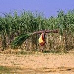 Wanderung um den Pushkar-See in Rajasthan - Indien