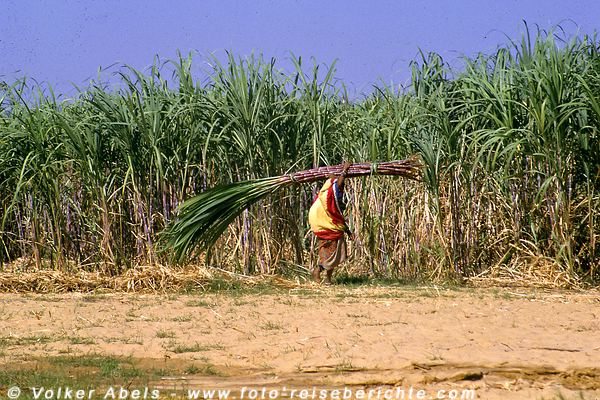 Eine Frau schleppt Zuckerrohr bei Pushkar in Rajasthan - Indien © Volker Abels