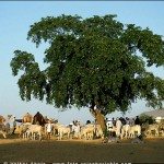 Pushkar Mela in Indien - der größte Kamelmarkt der Welt in Rajasthan