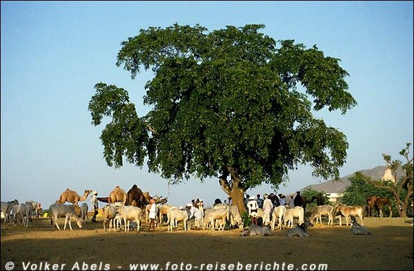 Vieh-und Kamelmarkt in Pushkar, Rajasthan - Indien © Volker Abels