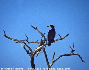 Foto-Reiseberichte stellt vor: Where the Hell is Matt? 4 Kormoran © Volker Abels