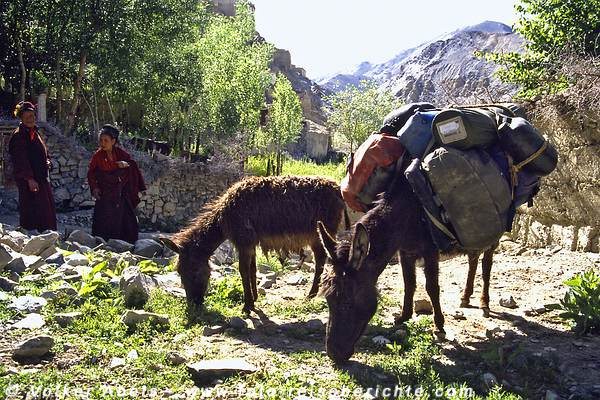 Diese Esel tragen unser Gepäck © Volker Abels Diese Esel tragen unser Gepäck © Volker Abels