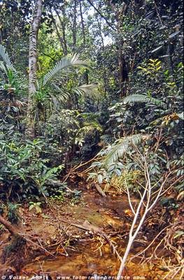 Dschungel in Asien © Volker Abels