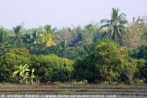 Foto-Reiseberichte stellt vor: TourismWatch Informationsdienst Dritte Welt-Tourismus 5 Palmen und tropische Pflanzen © Volker Abels
