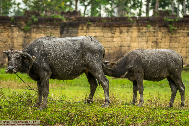 Asiatischer Wasserbüffel mit Jungtier © Volker Abels - www.foto-reiseberichte.com