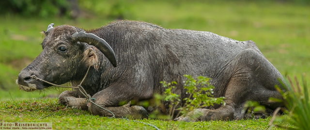 Liegender Wasserbüffel © Volker Abels-www.foto-reiseberichte.com