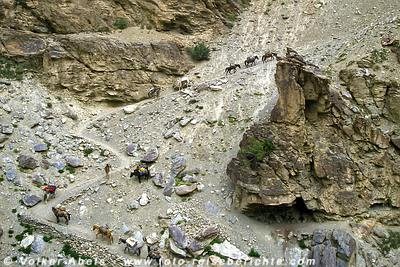 Pferde-Karawane in Ladakh © Volker Abels