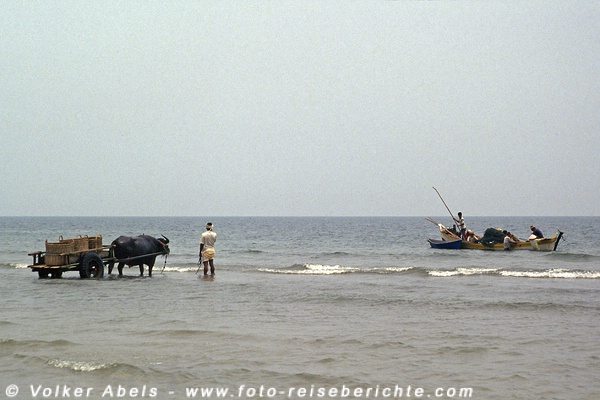 Fischerboote steuern auf den Karren zu - Malaysia bei Kuantan © Volker Abels Fischerboote steuern auf den Karren zu - Malaysia bei Kuantan © Volker Abels