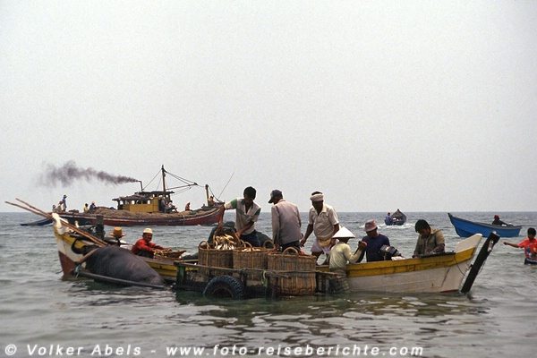 Die Fische werden auf den Karren geladen - Malaysia bei Kuantan © Volker Abels Die Fische werden auf den Karren geladen - Malaysia bei Kuantan © Volker Abels
