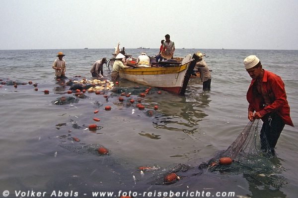 Letzte Fische werden aus den Netzen gelöst - Malaysia bei Kuantan © Volker Abels Letzte Fische werden aus den Netzen gelöst - Malaysia bei Kuantan © Volker Abels