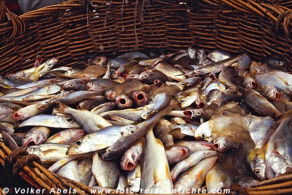 Noch sind die Fische frisch- Malaysia bei Kuantan © Volker Abels Noch sind die Fische frisch- Malaysia bei Kuantan © Volker Abels