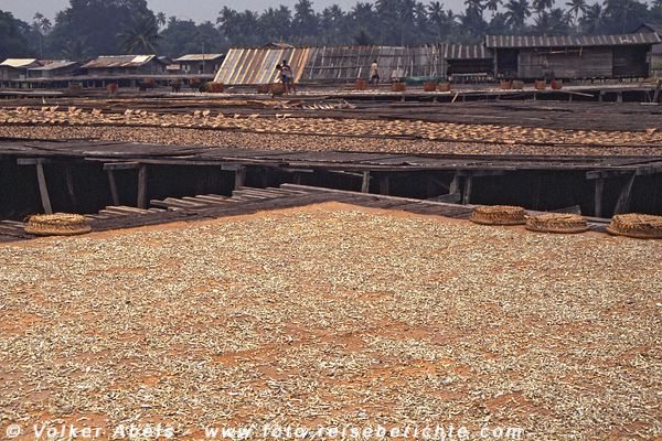 Die Fische werden zum Trocknen in der Sonne ausgebreitet - Malaysia bei Kuantan © Volker Abels Die Fische werden zum Trocknen in der Sonne ausgebreitet - Malaysia bei Kuantan © Volker Abels