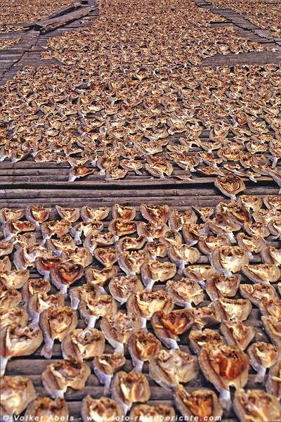 Die Fische werden zum Trocknen in der Sonne ausgebreitet - Malaysia bei Kuantan © Volker Abels Die Fische werden zum Trocknen in der Sonne ausgebreitet - Malaysia bei Kuantan © Volker Abels