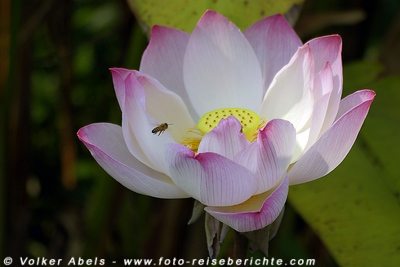 Die Lotusblume - Lotos (Nelumbo nucifera) in Thailand und anderen Ländern in Asien 1 Lotusblume in Thailand © Volker Abels
