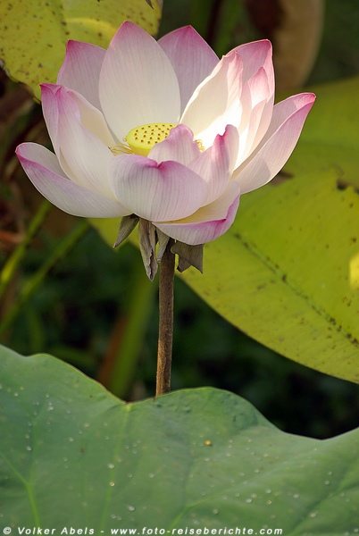 Lotuspflanze in Thailand © Volker Abels Lotuspflanze in Thailand © Volker Abels