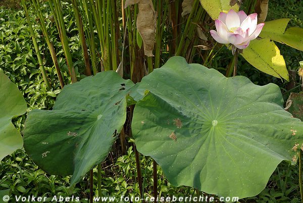 Lotuspflanze in Thailand © Volker Abels Lotuspflanze in Thailand © Volker Abels